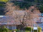 河津桜原木