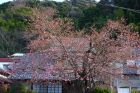河津桜原木