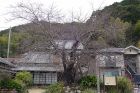 河津桜原木