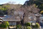 河津桜原木