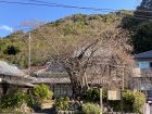 河津桜原木