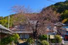 河津桜原木