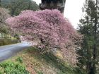 河津七滝　上条の桜🌸