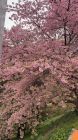 河津七滝　上条の桜