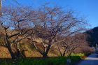 駅前桜並木