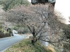 河津七滝「上条の桜」