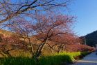 駅前桜並木