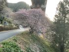 名木「上条の桜」