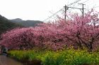 駅前桜並木