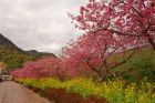 駅前桜並木