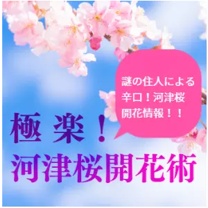 極楽河津桜開花術