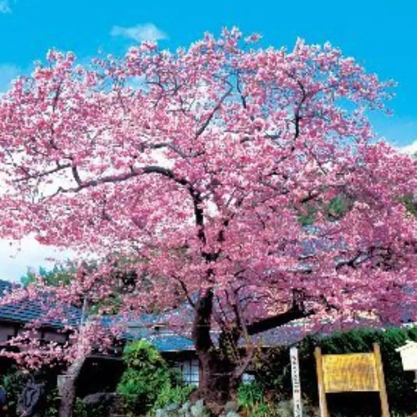 河津桜ライブカメラ - 河津桜まつり情報局